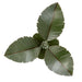 Varaluz - 901S03 - Three Light Semi-Flush Mount - Banana Leaf - Banana Leaf